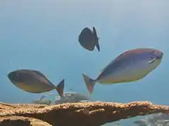 Sleek Unicornfish (Naso hexacanthus)
