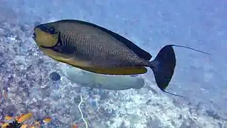 Big-nose unicornfish (Naso vlamingii)