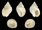 Nassarius (Niotha) conoidalis conoidalis
