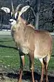 Roan antelope