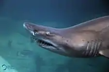 Enzo, the resident sand tiger shark.