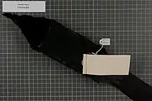 Male Arfak astrapia specimen.