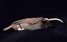 A male Pale-billed sicklebill specimen.