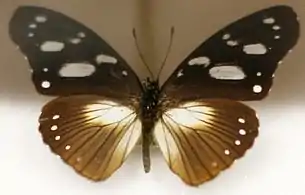 H. a. drucei from Madagascar