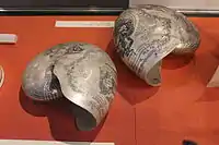 Nautilus shells engraved to commemorate Horatio Nelson, displayed at Monmouth Museum