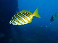 Western footballer (Neatypus obliquus)