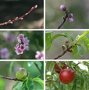 The development sequence of a typical drupe, the nectarine (Prunus persica) over a 7.5 month period, from bud formation in early winter to fruit ripening in midsummer