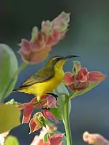 Female of C. j. plateniManado