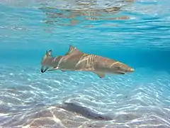 A sicklefin lemon shark (Negaprion acutidens)