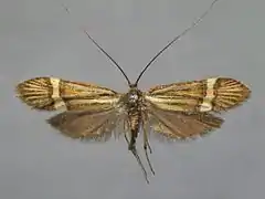 Museum specimen