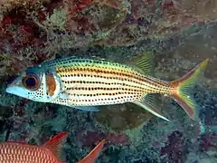 Spotfin squirrelfish (Neoniphon sammara)