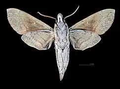 Male ventral (coll.MHNT)