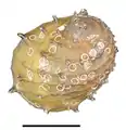Abapertural view of a shell of Neritina juttingae. Scale bar is 10 mm. There are remains of egg capsules of a neritid on the shell.
