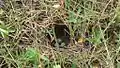 Cup shaped nest with three eggs from Hoskote near Bangalore, India