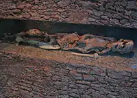 Upper body of Neu England Man