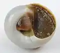 Umbilical view of the same shell