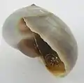Lateral view of the same shell