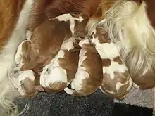 Image 29Newborn Welsh Springer Spaniels (from Puppy)