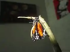 A newly emerged plain tiger female in captivity