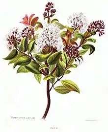 Metrosideros albiflora
