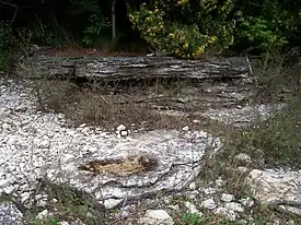 Outcroppings of exposed bedrock at Newport State Park approximately 10 feet (3 m) from Lake Michigan