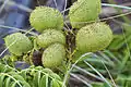 Guilandina bonduc Unripe nickernut seed pods at Port Canaveral, Florida.