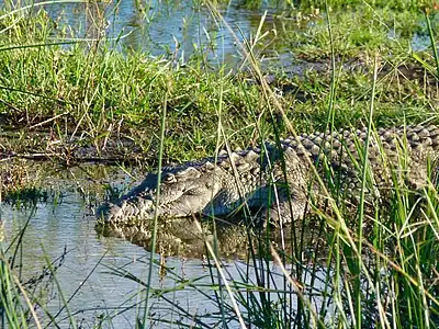 Nile crocodile at Mankwe Dam