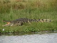 Crocodylus niloticus