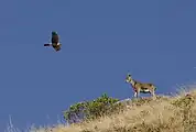 Adult male and female pallid harrier at Eravikulam National Park, also in the Idukki district