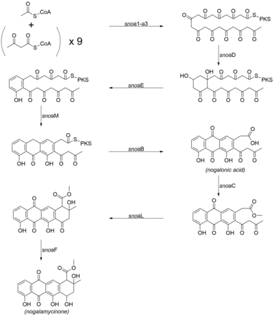 Biosynthetic pathway for the aglycone core of nogalamycin.