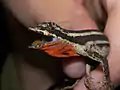 Garland Anole (Norops vittigerus)