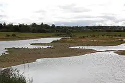 Lapwing and geese on a gravel spit, in a shallow lake, with grass, trees and hedgerows behind; on an overcast day.