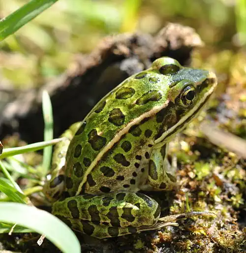 Image 2Many species of frogs live in wetlands, while others visit them each year to lay eggs. (from Wetland)