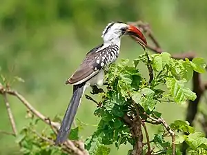 Red-billed hornbill, Tarangire National Park (2015)
