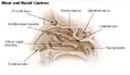 Diagram of the nasal cavity