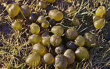 Macroscopic colonies