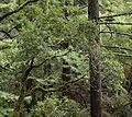 'Notholithocarpus densiflorus, with Coast Douglas-firs Pseudotsuga menziesii subsp. menziesii and Coast Redwood behind in Sunset Trail, Big Basin Redwoods State Park, Santa Cruz Mountains, California.