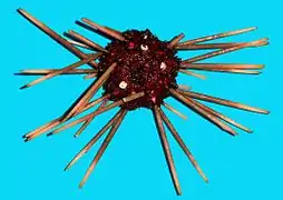 Notocidaris sp. (Ctenocidaridae)