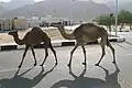 Camels grazing the Nuweiba town