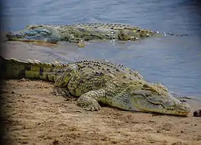 African Crocodiles
