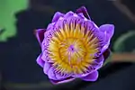 Topview of Nymphaea capensis
