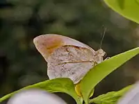 Imago
