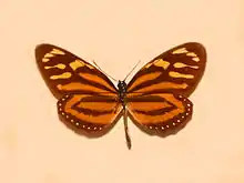 L. h. atergalis Colombia