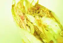 An green, partially eaten, oval made of many thin leaves. A small greenish caterpillar with a black head feeds on the bud.