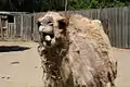 Dromedary camel