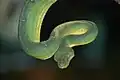 Emerald tree boa
