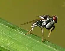 Ochthera an Ephydridae with raptorial forelegs