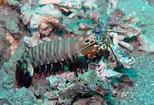 Image 4Odontodactylus scyllarus (Hoplocarida: Stomatopoda) (from Malacostraca)