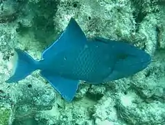 Redtoothed triggerfish (Odonus niger)