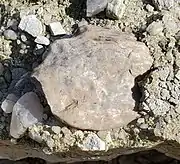 Weathered silcrete incorporated in early Ogallala sandstone.